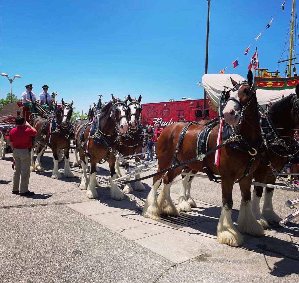 budweiser clydesdales in wichita ks